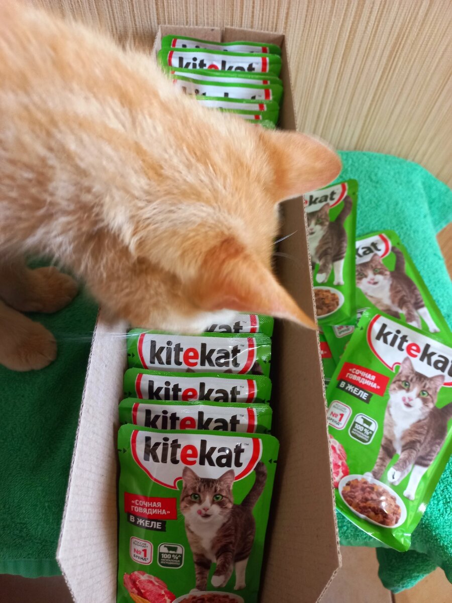 Kitekat rust cheat фото 40