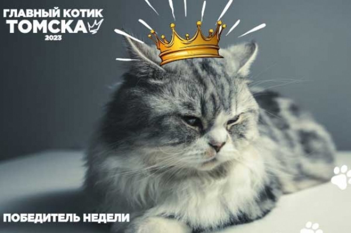    Объявлен победитель 7-й недели фотоконкурса "Главный котик Томска 2023"