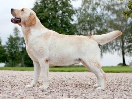 Лабрадор-ретривер FCI 122