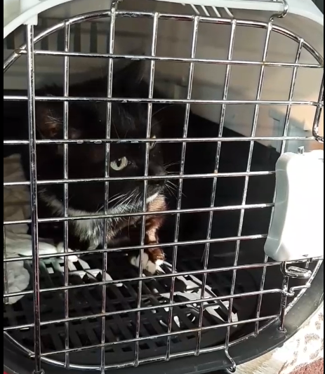 Кошку поймали, и она едет в клинику