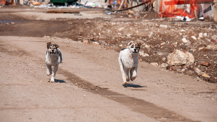 ФОТО: SVETLANA VOZMILOVA/GLOBALLOOKPRESS