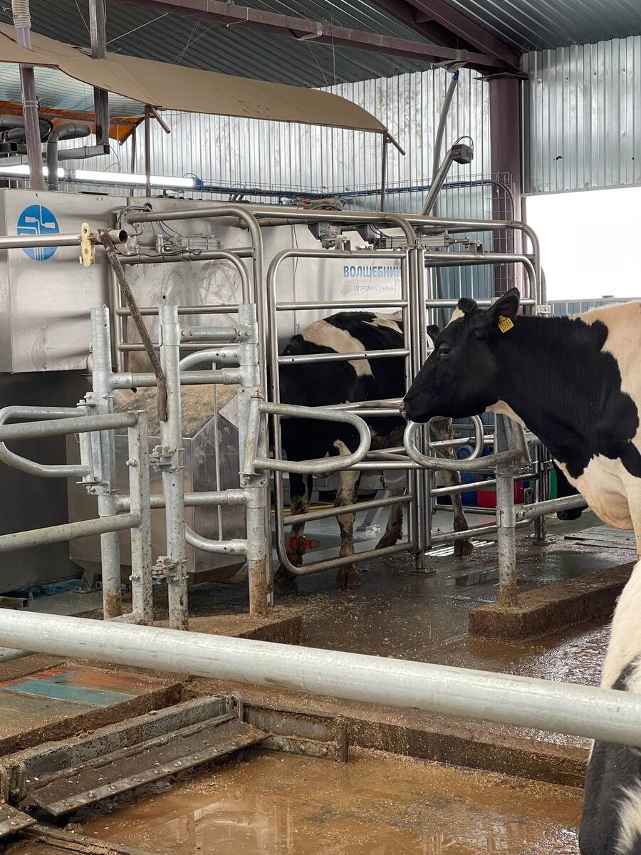 Доильный робот