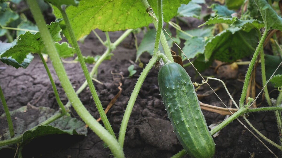     Это расстройство может стать серьезной проблемой для мужчин в любом возрасте. Состояние характеризуется трудностью достижения или сохранения эрекции для завершения полового акта.