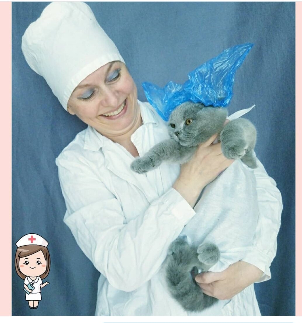 Я заводчик британских кошек со своим любимцем, голубым британским котиком 
