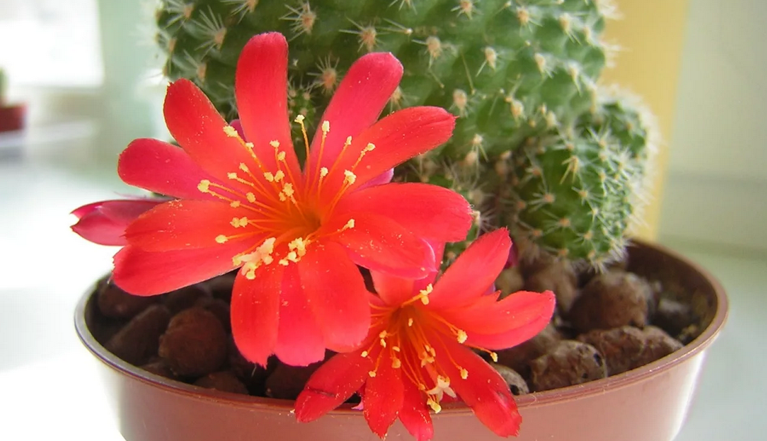 Кариофил кактус. Кариофил кактус. Кактус грандипахус. Кариофил кактус. Кактусовые кактусы.