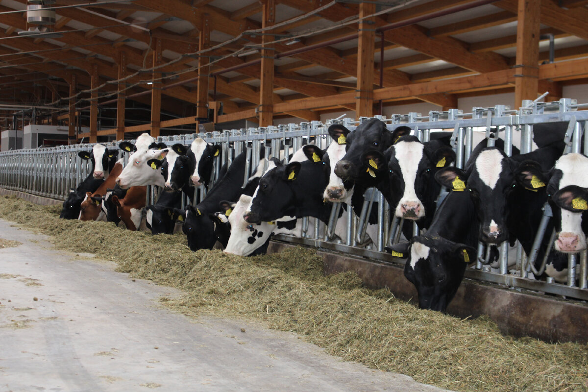 фото молочной фермы