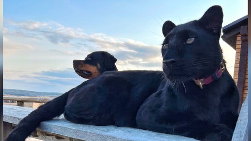 Пантера Луна в деревне😸