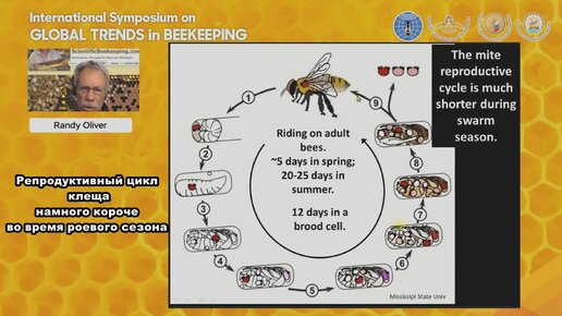 Рэнди Оливер про динамику развития клеща варроа