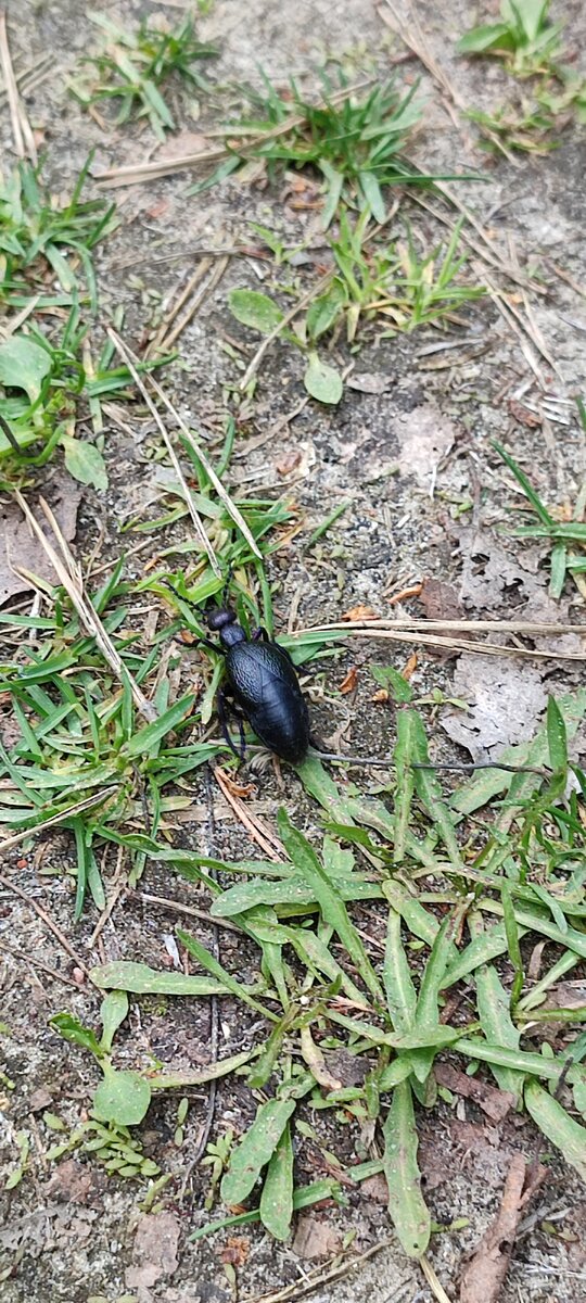 Это был наш первый такой большой жук, которого мы увидели, чуть на него не наступили. Очень интересно было его разглядывать.