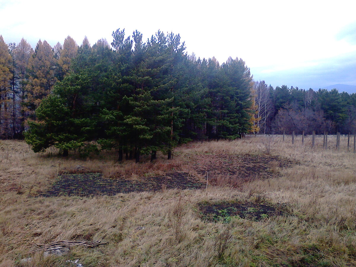 Участок земли разработан под посадку картофеля традиционным способом.