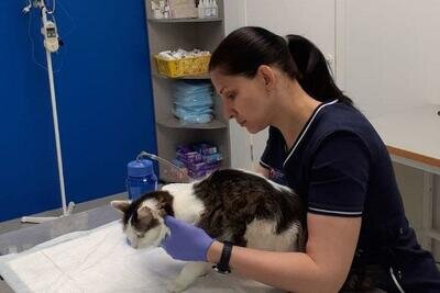    Ветеринар © Пресс-служба Министерства сельского хозяйства и продовольствия Московской области