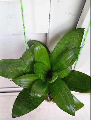 Вот эта сансевиерия живёт в грунте из мха и называется кокедама. Висит на крючке на балконе.