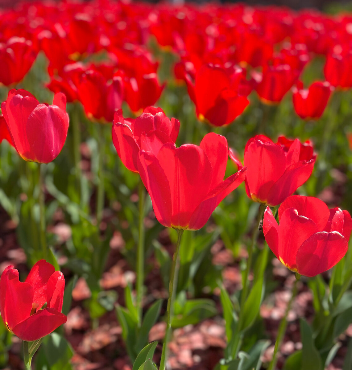 Красота совсем рядом!