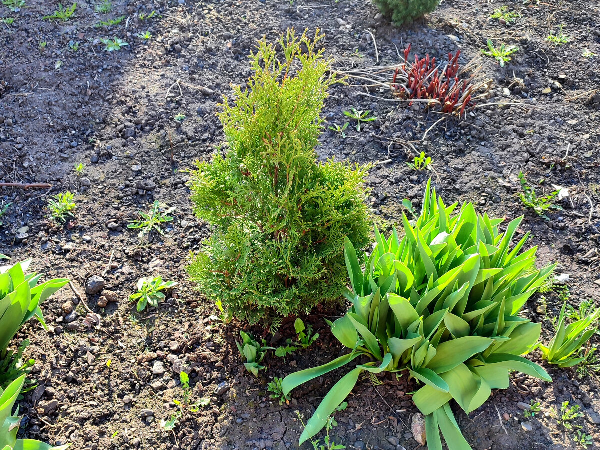 Одна из первых туй на старой клумбе