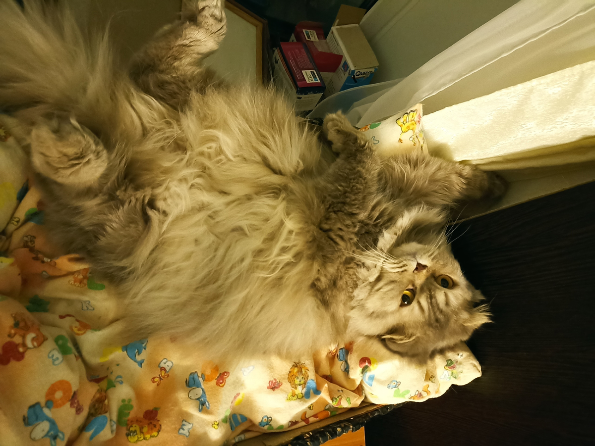 Рыси вам. Вован#2