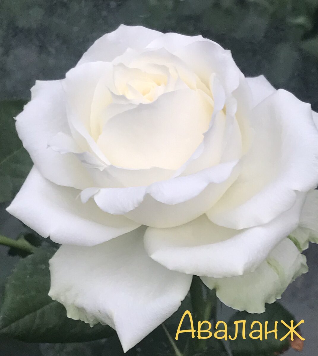 Ч/г сорт Аваланж, роза хороша, как на клумбе, так и в срезке. Фото из личного архива.