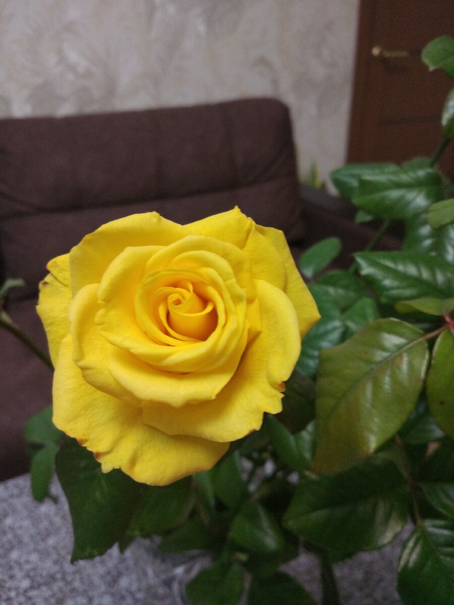 Мы божественны, как розы