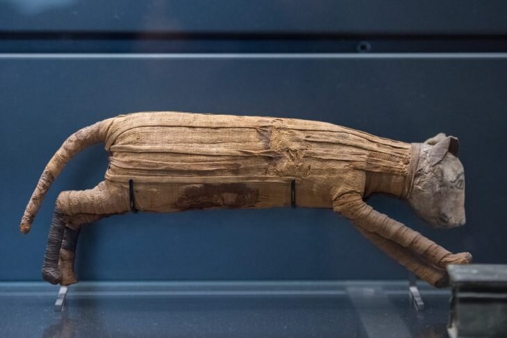 древняя мумия кошки