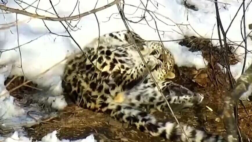     Кошки — они всегда кошки, и не важно, большие или маленькие. Эту аксиому ещё раз доказал живущий в центре реабилитации подросток — дальневосточный леопард Leo 260M!