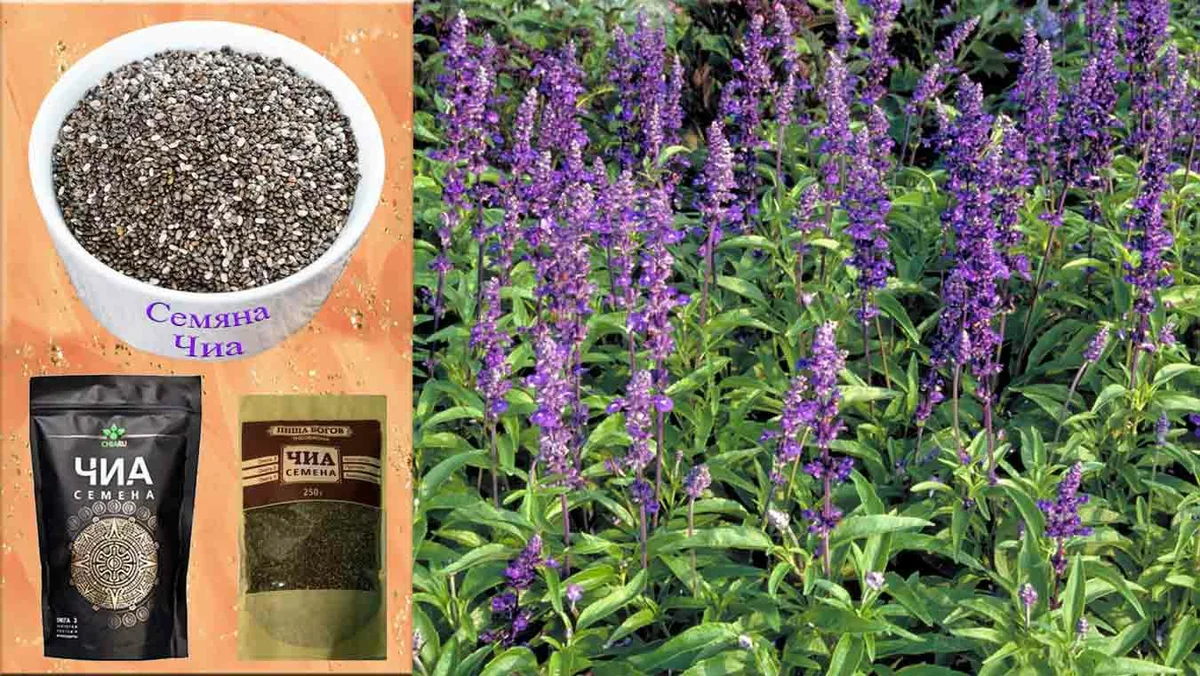 Salvia verticillata - Image of an specimen - Plantarium