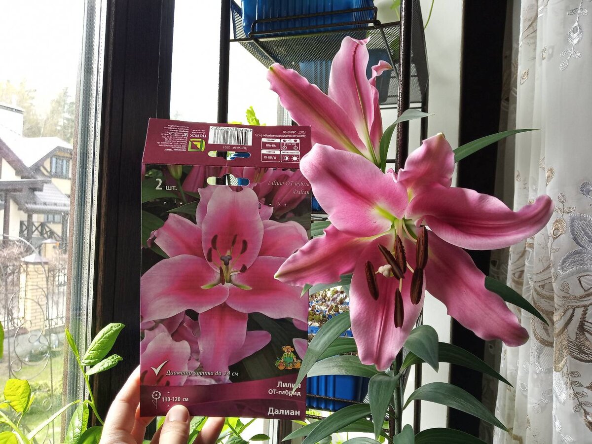 Лилии от агрофирмы Поиск