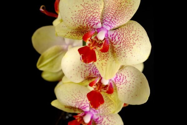     Phalaenopsis Pulsation