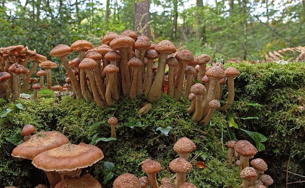 Какие грибы самые. Грибница опенка темного Armillaria ostoyae. Опенок темный Armillaria ostoyae. Гриб-монстр Armillaria ostoyae. Армиллярия (Armillaria ostoyae).