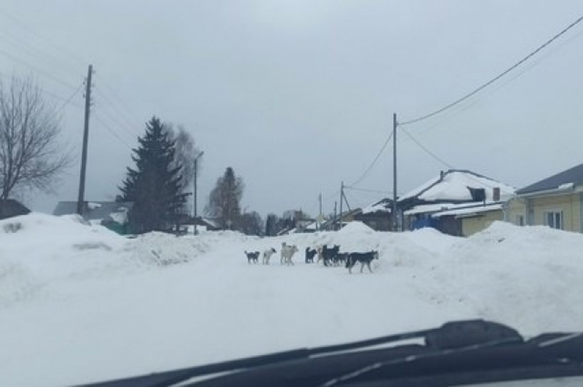    Жители Томской области боятся за детей из-за огромной стаи собак
