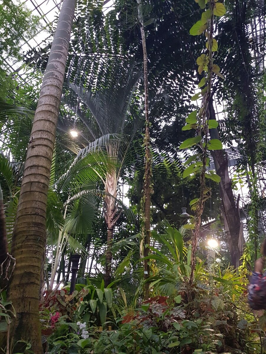 Папоротники, пальмы, саговниковые деревья,  коллекция кактусов, декоративные и полезные растения тропиков.