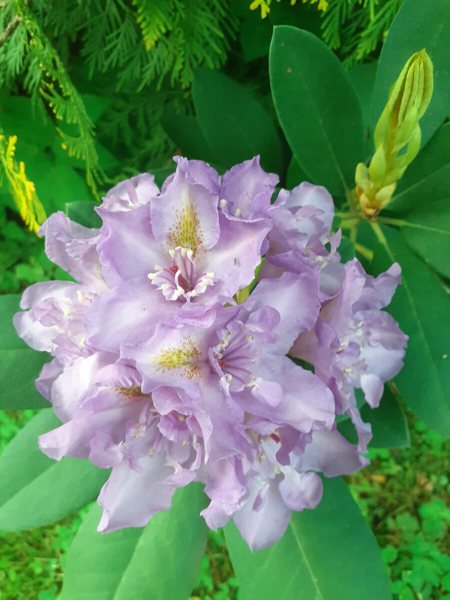 Мой любимый Fatsuosum Flora Plene