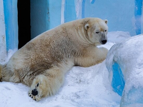     Фото: Густаво Зырянова/Сиб.фм