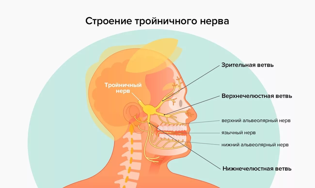 Неврит тройничного нерва: психосоматические причины | ПСИХОСОМАТИКА | Дзен