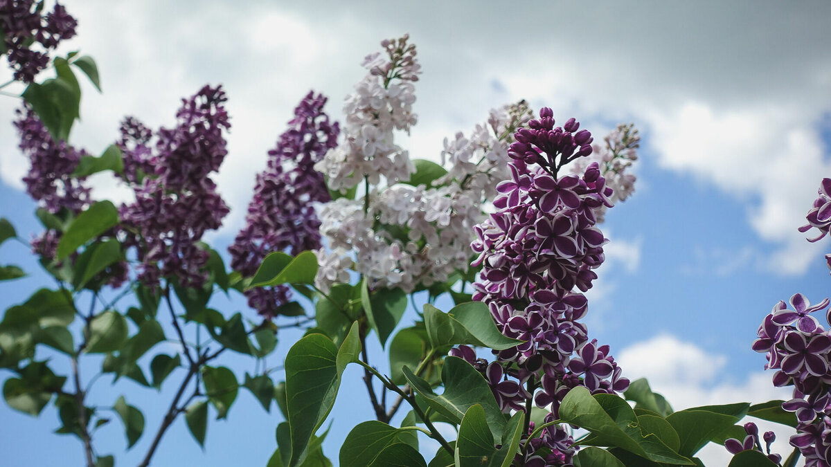     Ближе к выходным в Ростове будет пасмурно и тепло, рассказали синоптики.