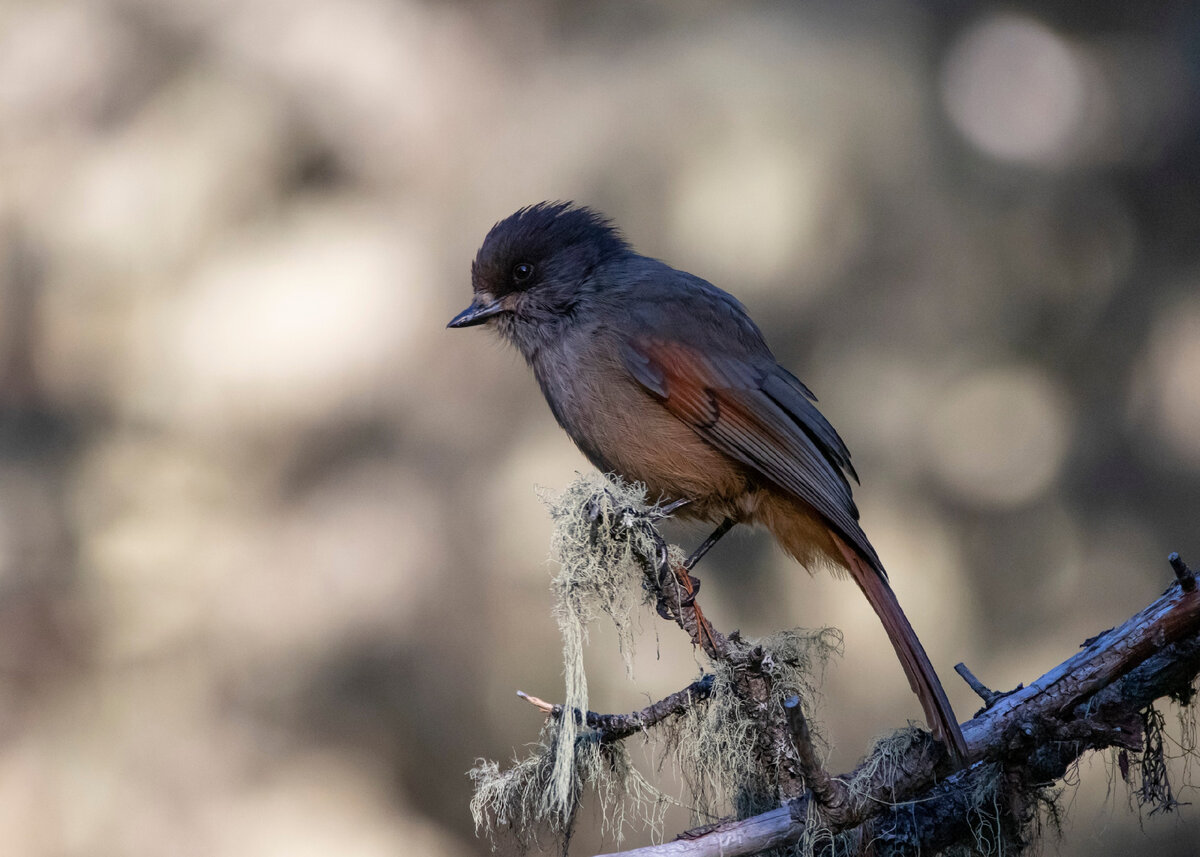 Фото: Жбир Денис