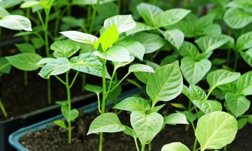 Фото Яндекс.Картинки