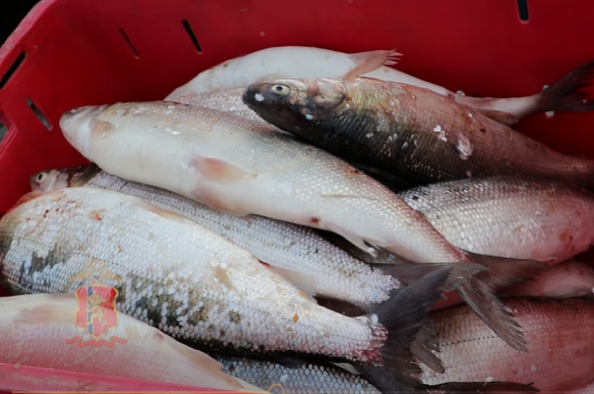    Мужчина незаконно вылавливал рыбу в акватории Енисей в период нереста.