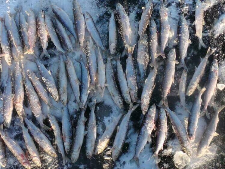     Фото: baikal24.ru.