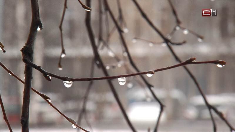    Дождь и перепады температуры ждут жителей Сургута