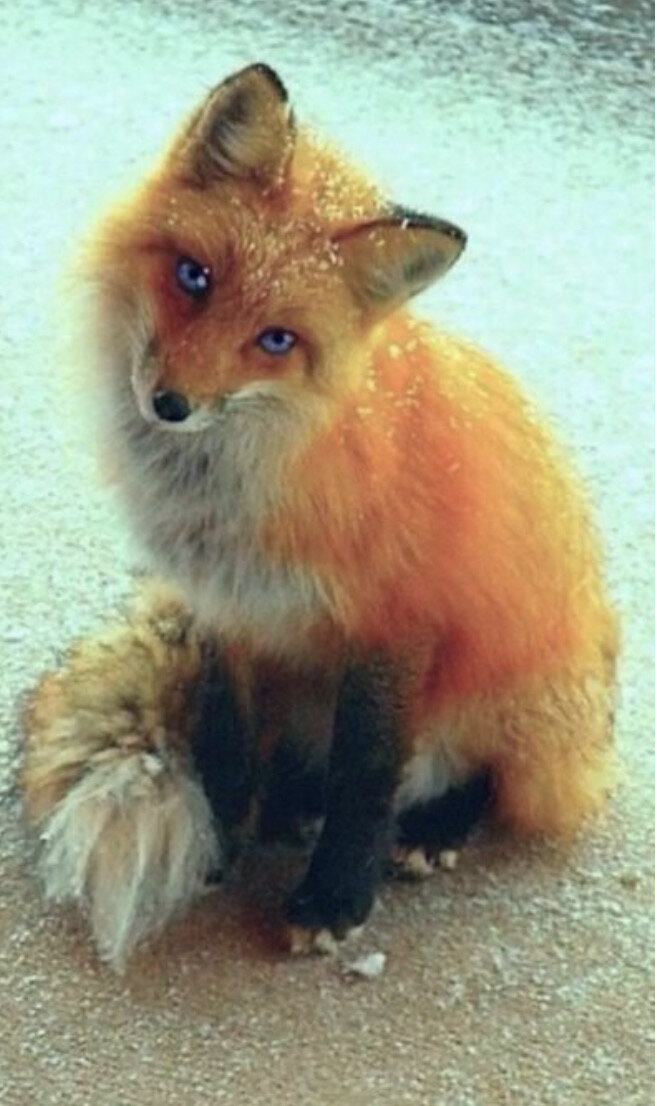 Фото из сети