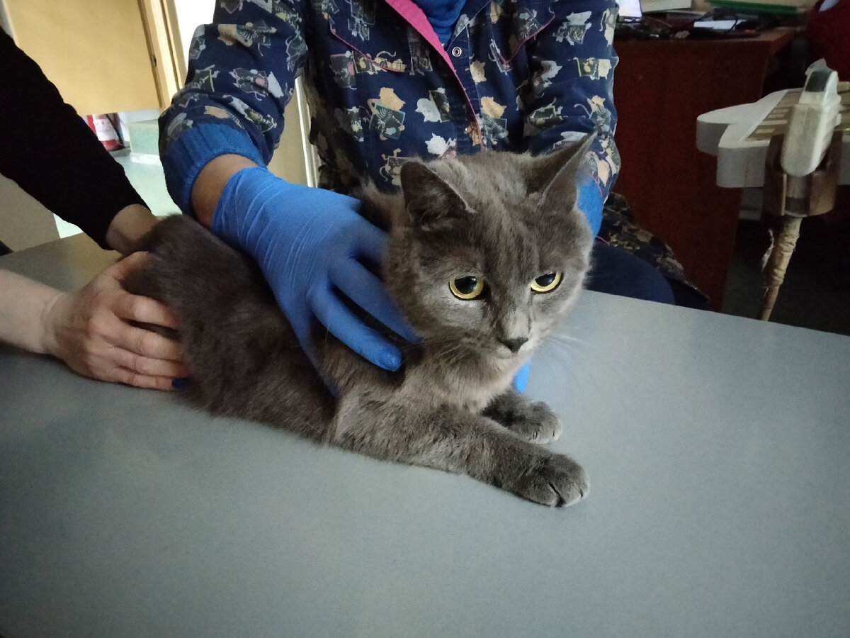 Марсик и вася. Видеоинструкция марсик и персик тутти. Кот марсик. Соседский кот. Жуля кот.