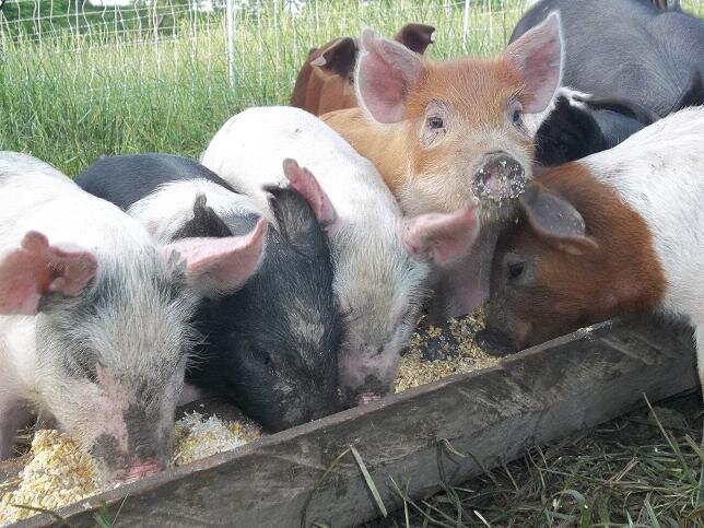 Источник фото: chismheritagefarm.com