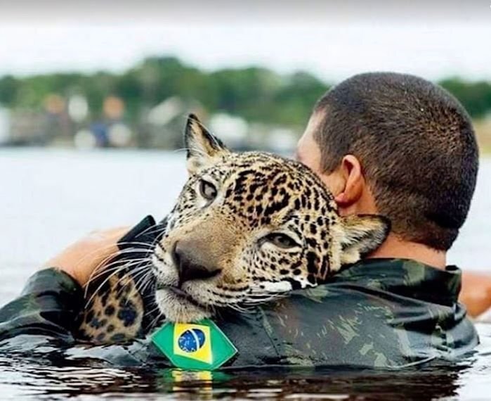      Спасённый ягуар Джикитай.