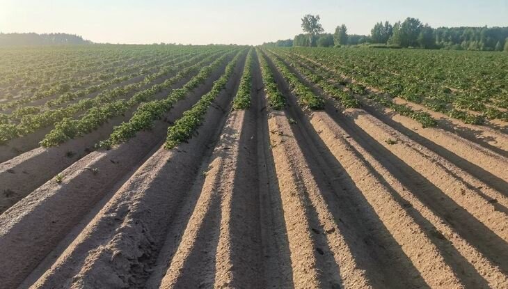    МСХ РФ ожидает положительной динамики в растениеводстве нечерноземной зоны ПФО