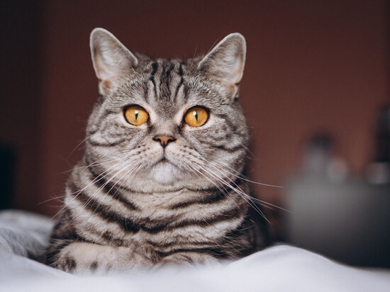     Фото: senivpetro на Freepik