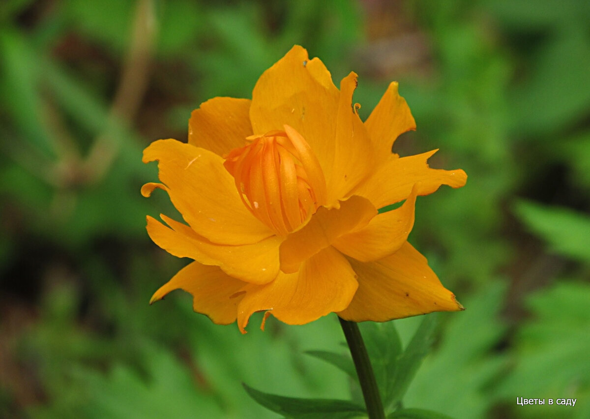 Купальница азиатская Trollius asiaticus