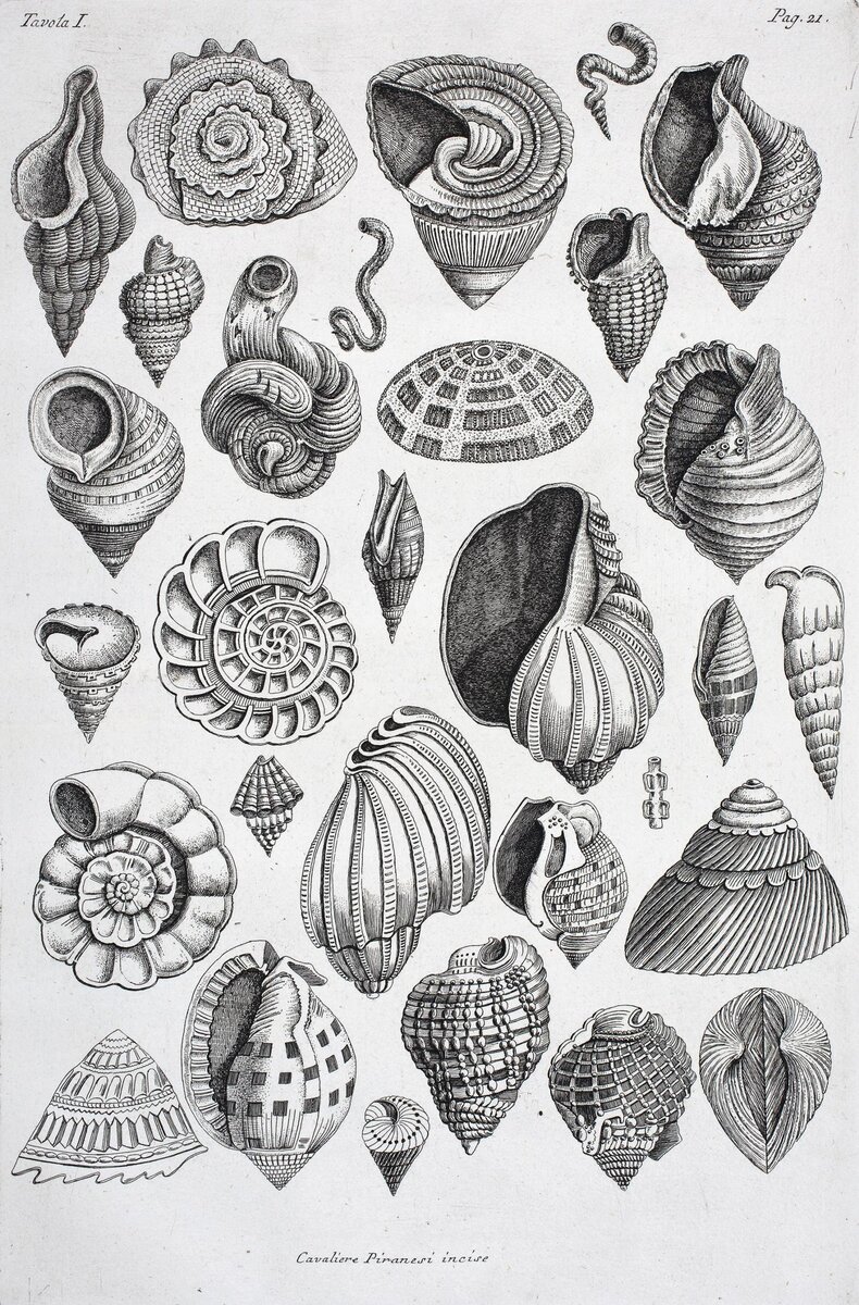 Джованни Баттиста Пиранези. Раковины. Италия, 1769 год. Государственный Эрмитаж, Санкт-Петербург 