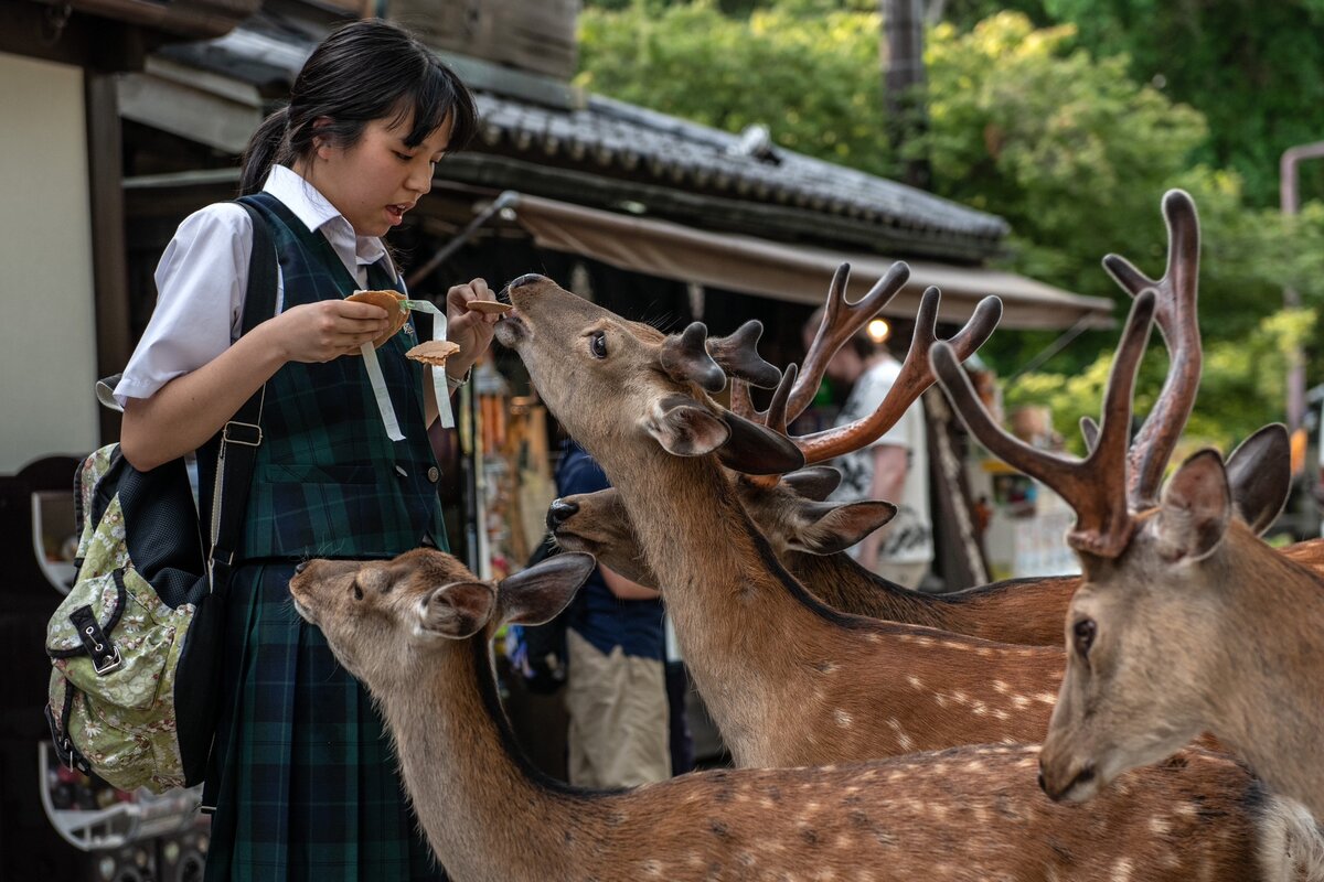 Japan animals. Город Нара Япония олени. Город Нара (остров Хонсю, Префектура Нара). Нара Олений парк. Парк Нара олени.