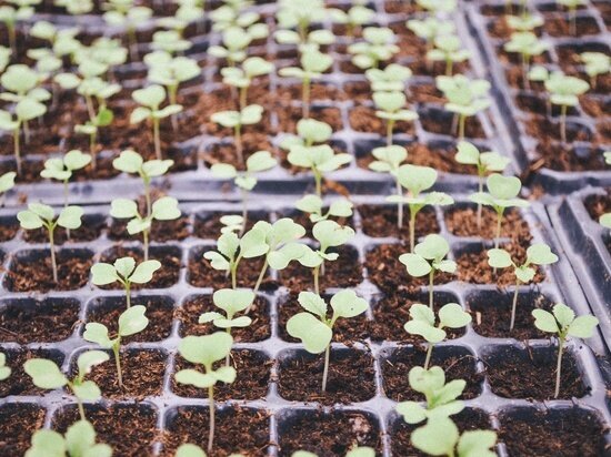     сажаем рассаду для хабаровского климата фото: PxHere