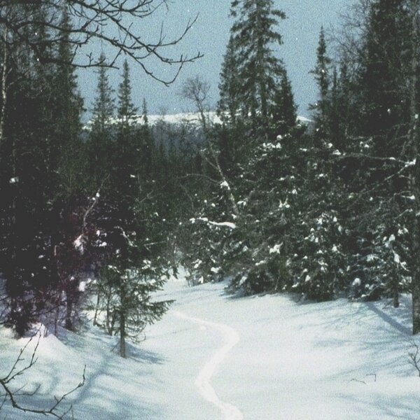 ручей (фото автора)