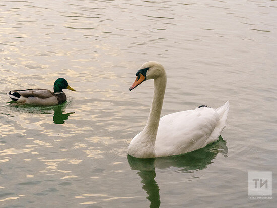     Фото: ИА "Татар-информ"